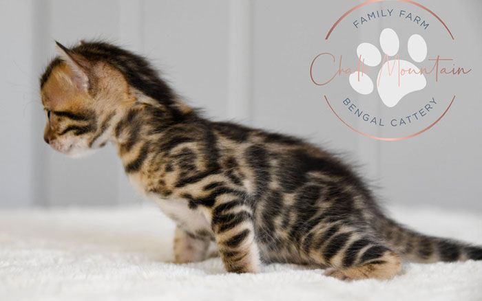 bengal kittens for sale